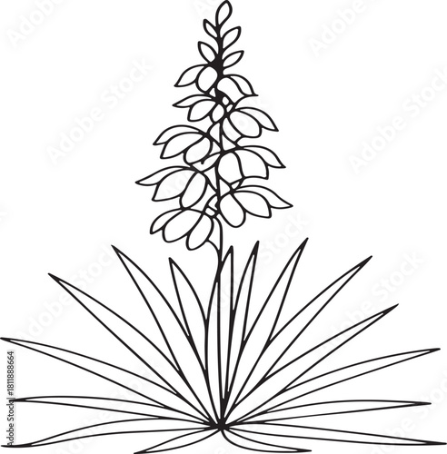 Vector art of a detailed black and white illustration of a blooming yucca plant with spiky leaves