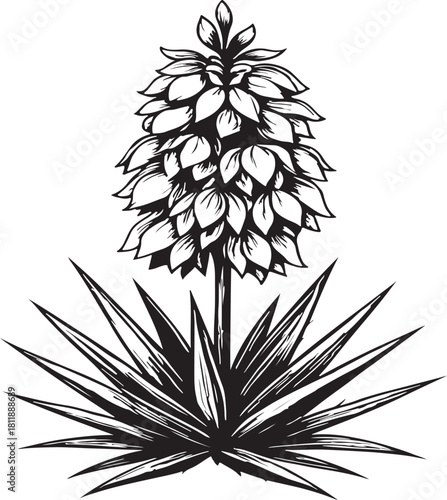 Vector art of a detailed black and white illustration of a blooming yucca plant with spiky leaves