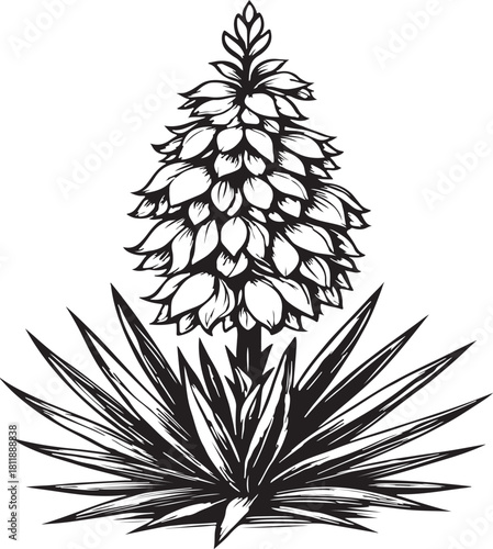 Vector art of a detailed black and white illustration of a blooming yucca plant with spiky leaves
