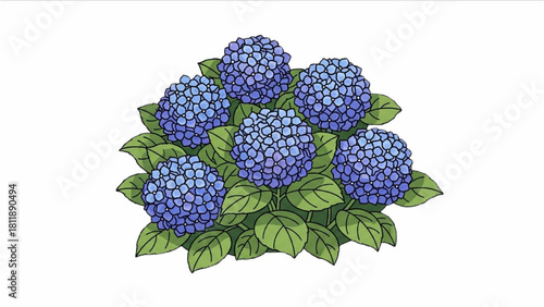Blue Hydrangea Bush A Colorful Illustration of a Beautiful Blooming Plant