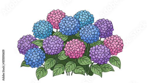 A lush bush of colorful hydrangea flowers in shades of pink, blue, and purple on a white background