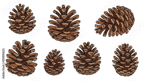 Pine Cones Collection Forest Elements, Vector Illustration