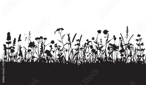  Black silhouette of wild meadow flowers and grasses against a white background