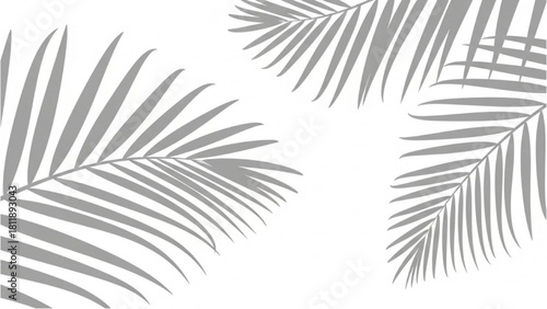 Gray Palm Fronds on White Backdrop Tropical Leaf Shadows