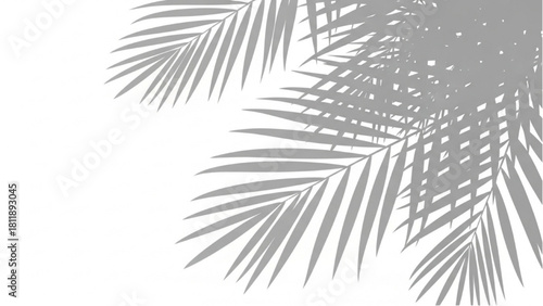 Gray shadow of tropical palm tree leaves on a clean white background for a minimalist overlay