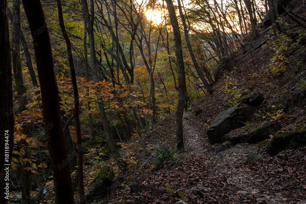 Obraz premium 日没間近の福島県・滝川渓谷の秋の登山道