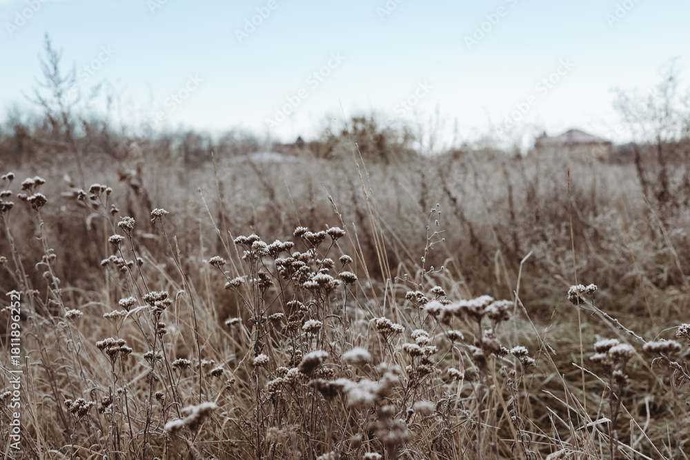 Fototapeta premium Dried wildflowers, plants, grasses in a field in soft, muted tones. The image captures the delicate beauty of dried wildflowers in a natural, serene setting. Autumnal rural landscape in a frosty day.