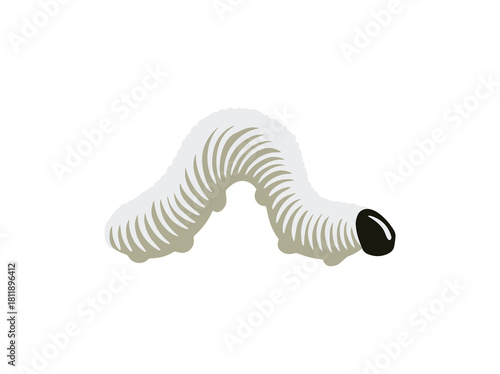 Cocoon Caterpillar Erionota Thrax in Banana Leaf