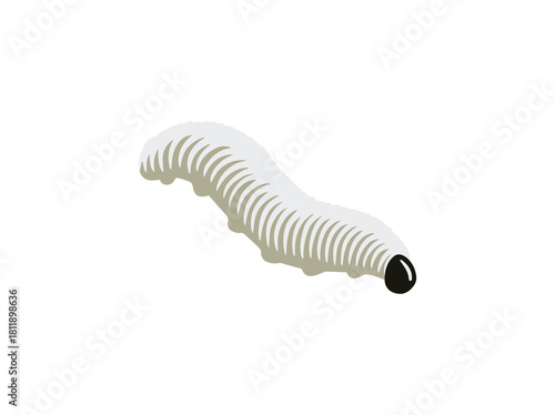 Cocoon Caterpillar Erionota Thrax in Banana Leaf