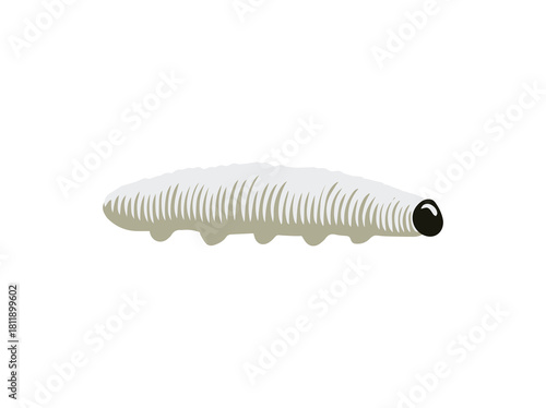 Banana Leaf Roller Caterpillar Illustration