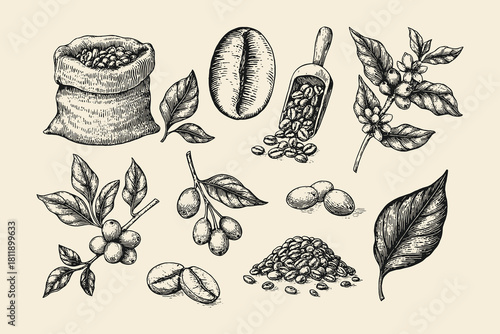 Vector collection of vintage monochrome illustrations showing coffee beans, leaves, berries, and plants, ideal for coffee packaging, cafe menus, and gourmet food design.