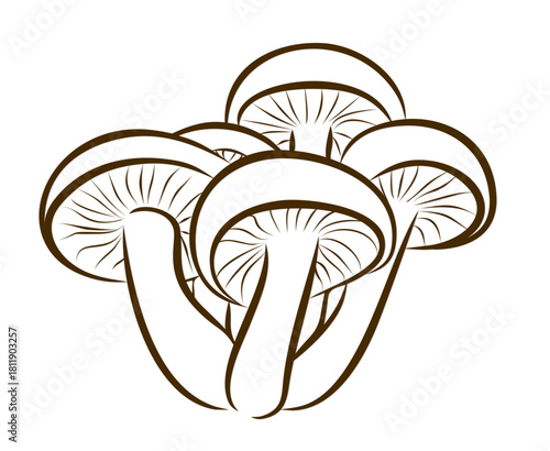 The sketch of wild mushrooms.
