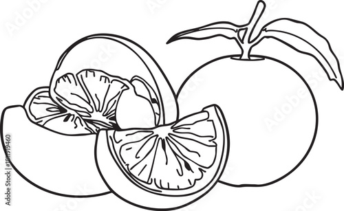 Line art illustration of a whole orange with a leaf, a peeled orange half, and a fresh citrus slice, representing healthy eating and fruit design element