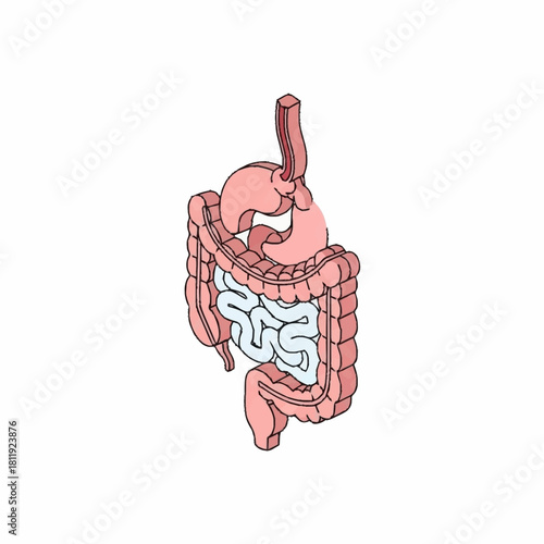 Human Digestive System Anatomy Illustration.