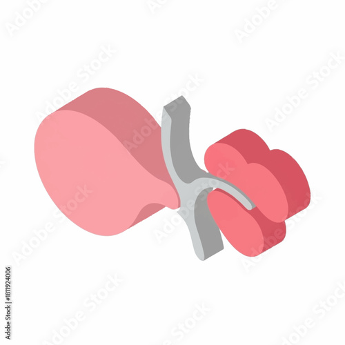 Abstract representation of human kidney and bladder anatomy.