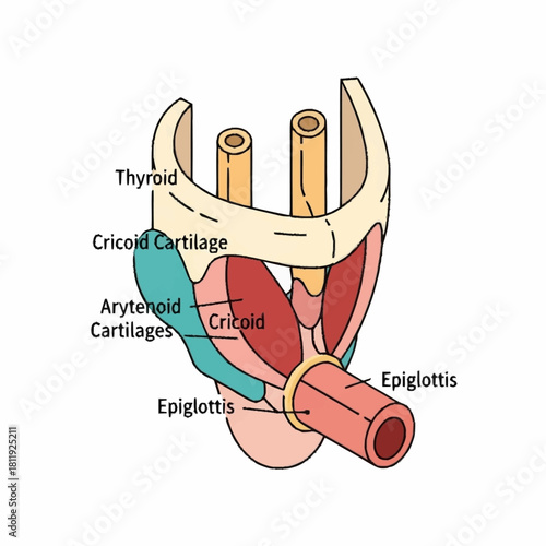 Detailed Diagram of Human Larynx and Trachea Anatomy.
