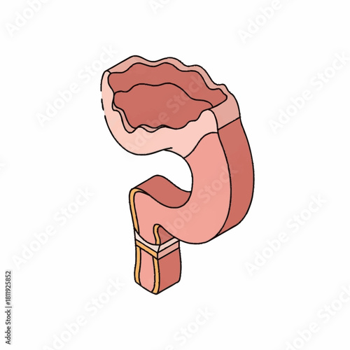 Human Intestine Organ Isolated on White Background for Medical Illustration.