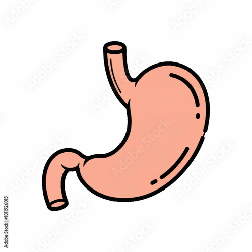 Illustration of a Human Stomach with Esophagus and Duodenum.