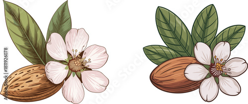 Vintage Engraving Style Almond Nut with Flower and Leaves Vector Illustration Set: Organic Ingredient for Natural Cosmetics, Oil, and Healthy Food Packaging