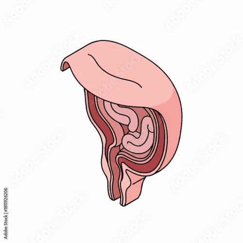 Anatomical cross section of an animal abdomen showing intestines.