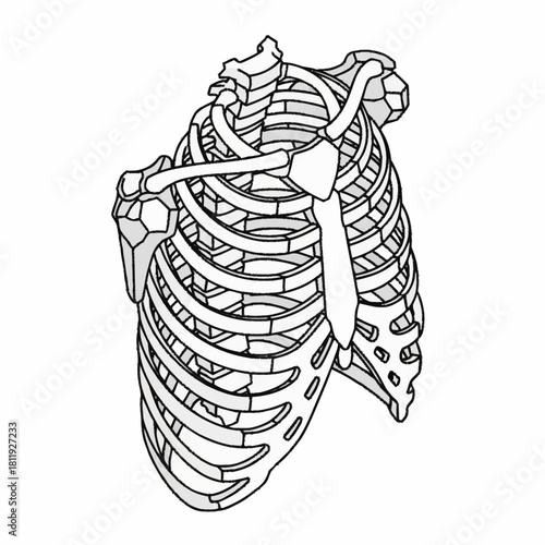 Anatomical Illustration of the Human Rib Cage and Shoulder Girdle.