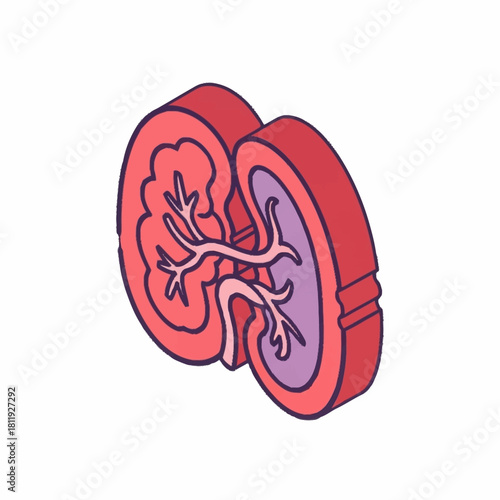 Detailed anatomical illustration of a human kidney highlighting its internal structure.