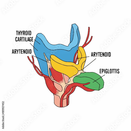 Anatomical Diagram of the Human Larynx with Labeled Cartilages.