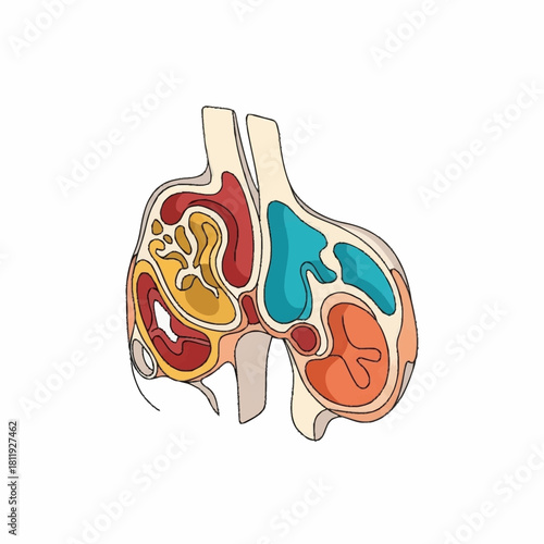 Detailed Nasal Cavity Anatomy Illustration with Sinuses and Structures.