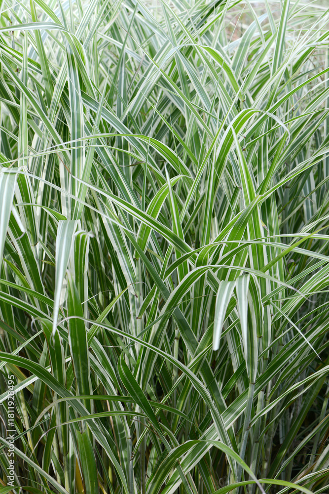 Fototapeta premium Chinaschilf, Miscanthus sinensis, Cabaret