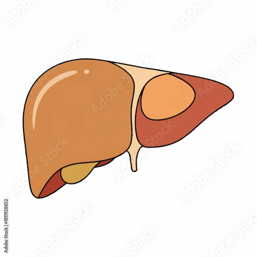 Anatomy of the human liver, a vital organ for detoxification and metabolism.