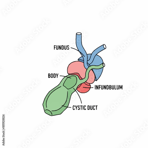 Anatomical illustration of the gallbladder and biliary system.