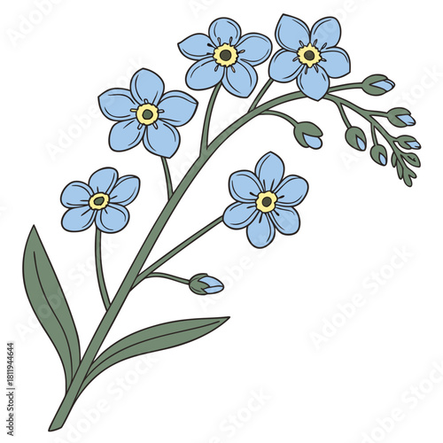 Colored Illustration of Forget- Me- Not Flowers and Buds forget-me-not blue