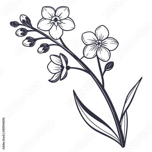 Outline of Forget- Me- Not Flowers and Buds on White Background forget-me-not drawing