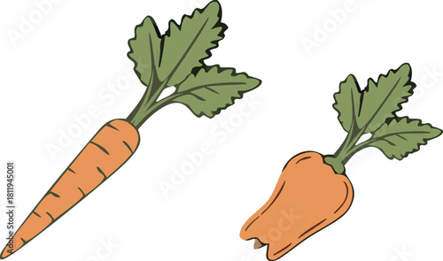 Carrot and green top root vegetables illustration