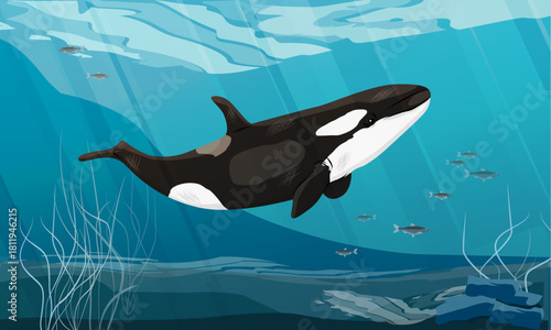 A killer whale swims in the ocean water close to the bottom with seaweed and schools of fish. Seascape. Realistic vector landscape.