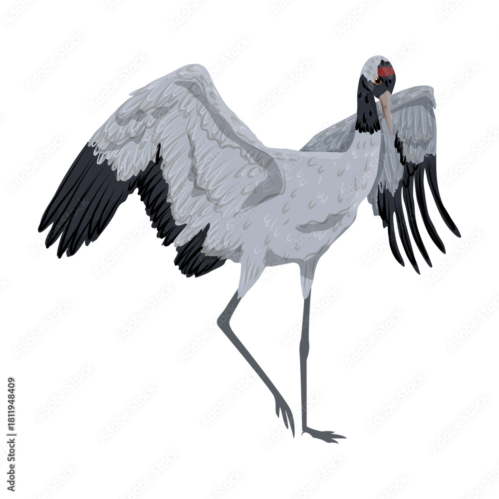 Obraz premium A common crane spreads its wings. Realistic vector bird