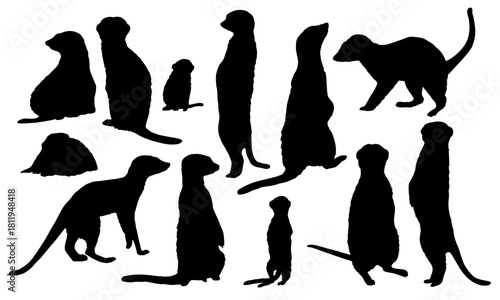 Set of silhouettes of adult meerkats and their cubs. Realistic vector animal suricate.