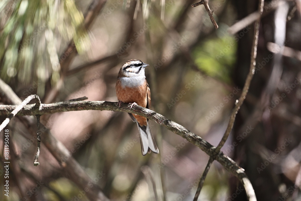 Naklejka premium Rock Bunting