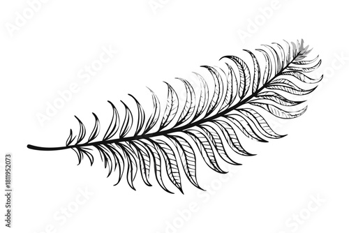The delicate, feathery texture of a fern frond, with each leaflet unfurling to reveal its intr.