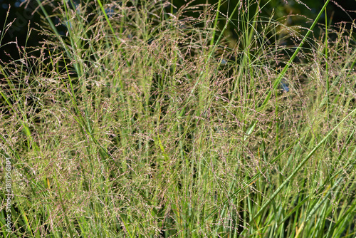 Ruten- Hirse, Panicum virgatum , Cloud  Nine