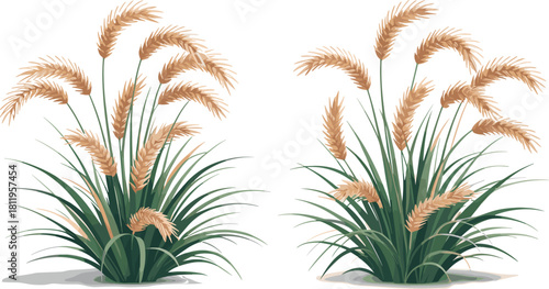 Ornamental grass plant illustration, realistic pampas style foliage with beige seed heads, natural garden landscape element vector, decorative nature artwork, cad drawing flat vector illustration