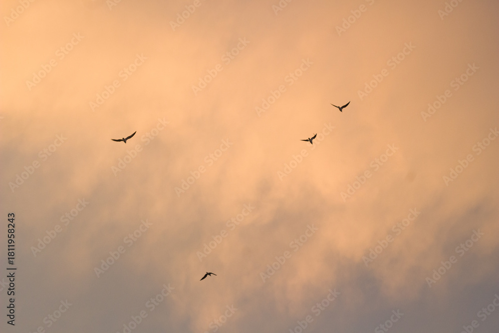 Obraz premium 3 birds flying with sunset view