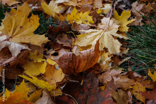 Zbliżenie na jesienne liście tworzące naturalną teksturę i sezonowe tło w ciepłej kolorystyce. Idealne jako background do projektów graficznych i materiałów promocyjnych.
