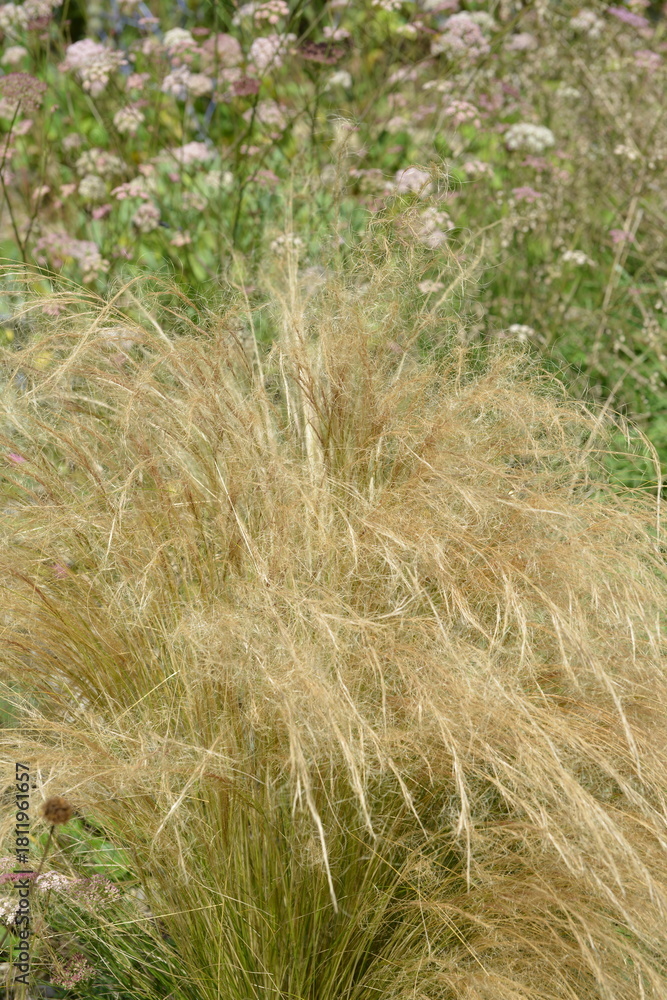 Fototapeta premium Zartes-Federgras, Nasella tenuissima