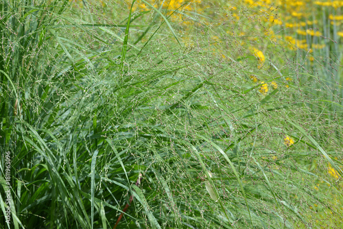Ruten-Hirse, Panicum virgatum, Heavy Metal