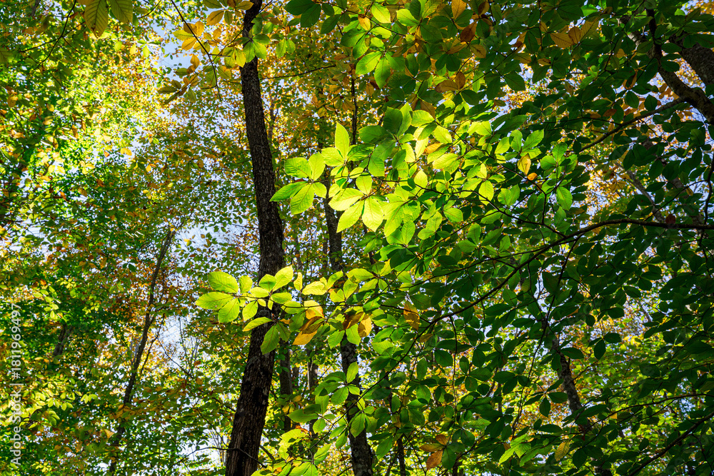 Obraz premium Sunlit Green Leaves in a Vibrant Forest Canopy