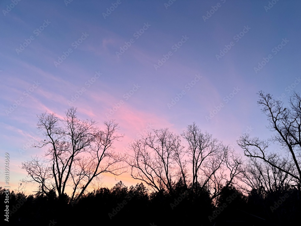 Fototapeta premium Bare Tree Silhouettes Against a Pink and Purple Sky