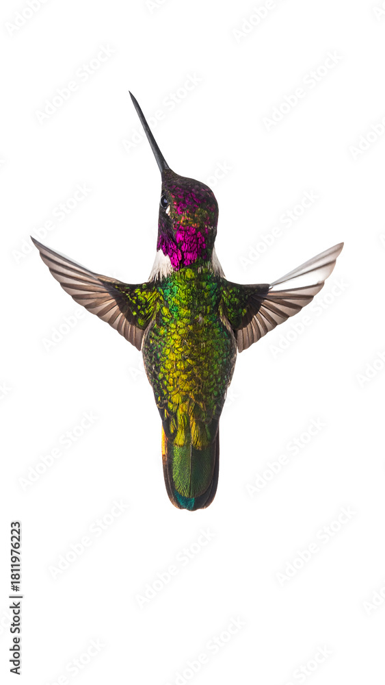 Obraz premium Front view of colorful iridescent hummingbird in flight with open wings and spread tail on isolated background