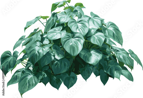 Philodendron plant isolated on, a beautiful houseplant