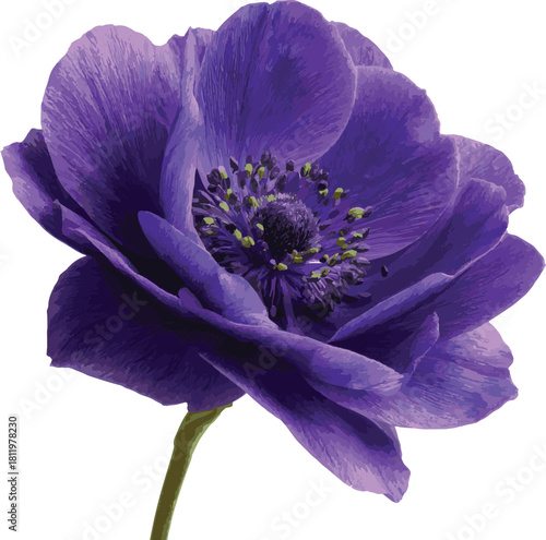 Anemone flower isolated on for spring decoration